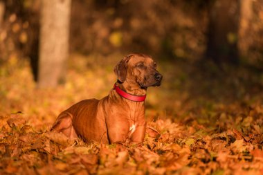 Sonbahar Renkleri Arkaplanındaki Rodezyalı Sırt Köpeği. Kamu Parkı.