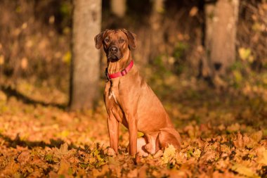 Sonbahar Renkleri Arkaplanındaki Rodezyalı Sırt Köpeği. Kamu Parkı.