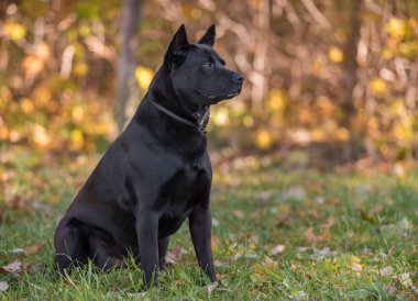 Thai Ridgeback köpek açık hava aktivitesi