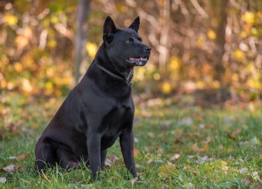 Thai Ridgeback köpek açık hava aktivitesi