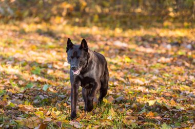 Thai Ridgeback köpek açık hava aktivitesi