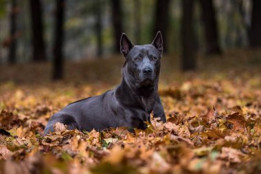 Thai Ridgeback Güz Parkı 'ndaki Köpek