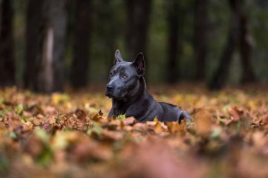 Thai Ridgeback Güz Parkı 'ndaki Köpek