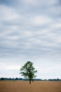 Arka planda buğday tarlası, yapayalnız ağaç ve orman manzarası