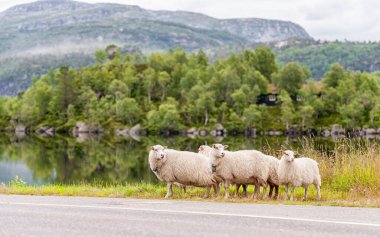 Norveç 'te koyun. Manzara, Nehir ve Dağlar. Arka planda yansıması olan nehir.