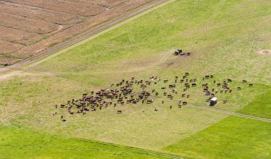 Litvanya 'da manzara ve doğa. Field of Grass ve Bull İnek grubuyla. Kuş Görünümü.
