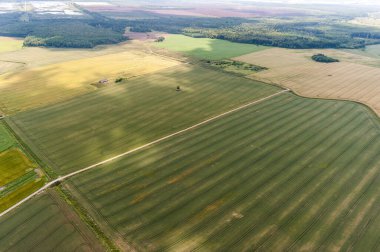 Litvanya 'da manzara. Arka planda buğday tarlası ve orman olan doğa..