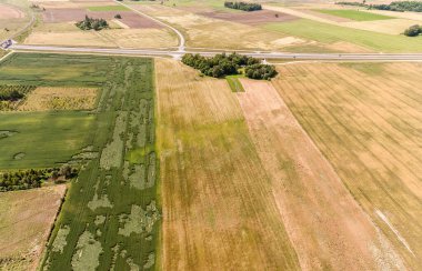 Litvanya 'da manzara. Buğday Tarlası ve Güzel Doğa ile Kırsal Alan.