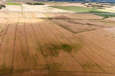 Litvanya 'da manzara. Buğday Tarlası ve Güzel Doğa ile Kırsal Alan.