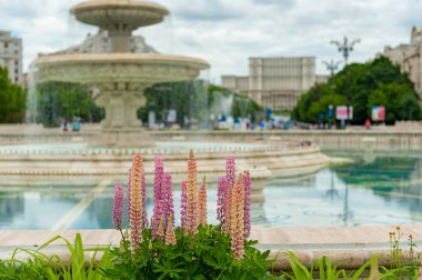 Romanya 'nın Bükreş kentindeki Lupine Çiçeği. Parlamento Arkaplanda.