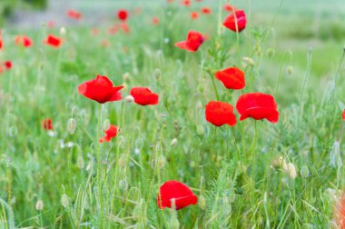 Haşhaş tarlası. Alanın Sığ Derinliği. Doğa