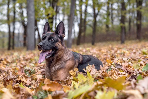 Duitse Herder Hond Herfst Achtergrond Esdoornbladeren Park — Stockfoto
