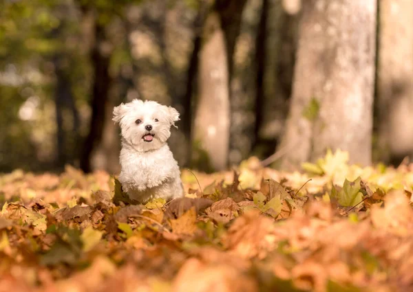 stock image White Maltese Bichon Dog is Playing in the Autumn Colours Park