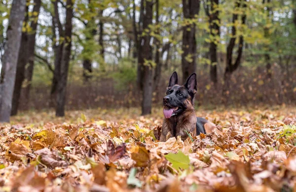 Sonbahar Arkaplanda Alman Çoban Köpeği Akçaağaç Yaprakları Park — Stok fotoğraf
