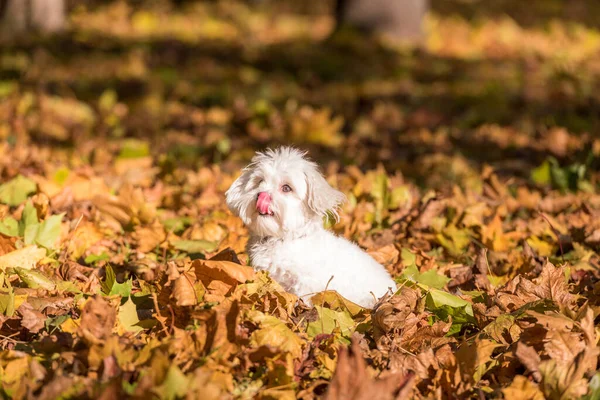 Beyaz Malta Bichon Köpeği Sonbahar Renkleri Parkı 'nda oynuyor