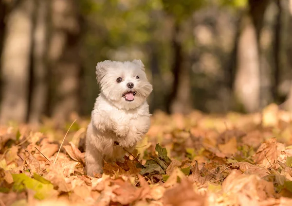Fehér Máltai Bichon Dog Játszik Őszi Colours Park — Stock Fotó