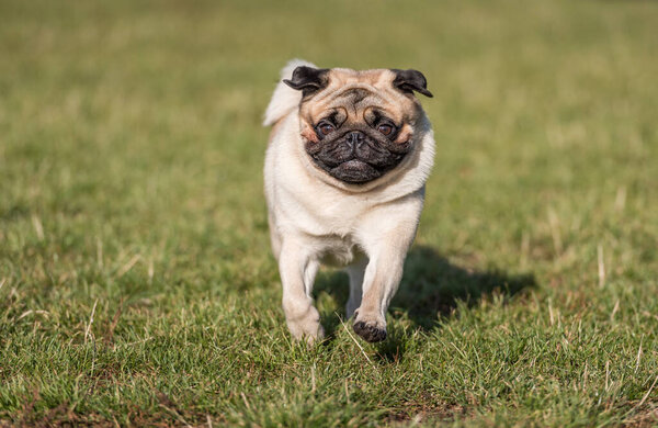 Young Pug Dog is Playing Outdoor