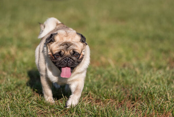 Young Pug Dog is Playing Outdoor