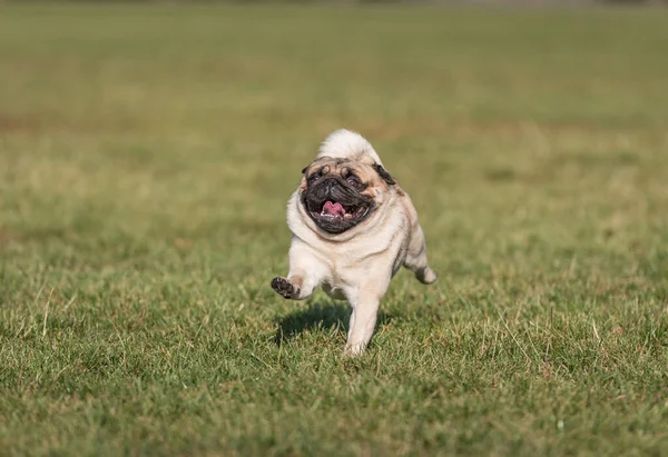 Joven Perro Pug Está Jugando Aire Libre — Foto de Stock
