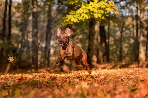 Rodezyalı Sırt Köpeği Sonbahar Yaprakları Arkaplanı Kamu Parkı — Stok fotoğraf
