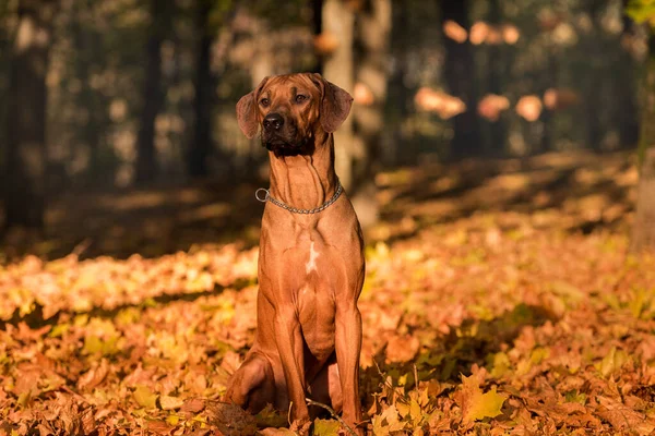 ローデシアのリッジバック犬と秋の葉の背景 — ストック写真