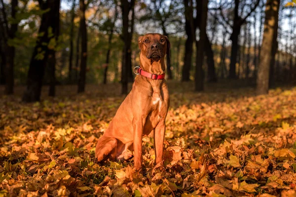 stock image Rhodesian Ridgeback Dog in Autumn Colours Background. Public Park.