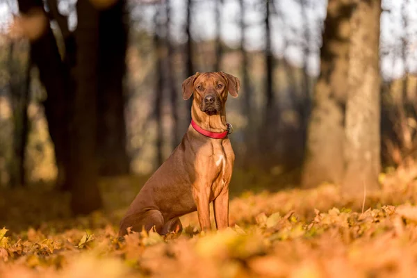 ローデシアのリッジバック犬秋の色の背景 — ストック写真