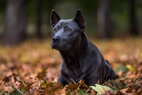 秋の公園でのタイのリッジバック犬 — ストック写真