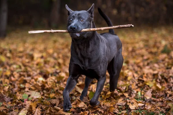 秋の公園でのタイのリッジバック犬 — ストック写真