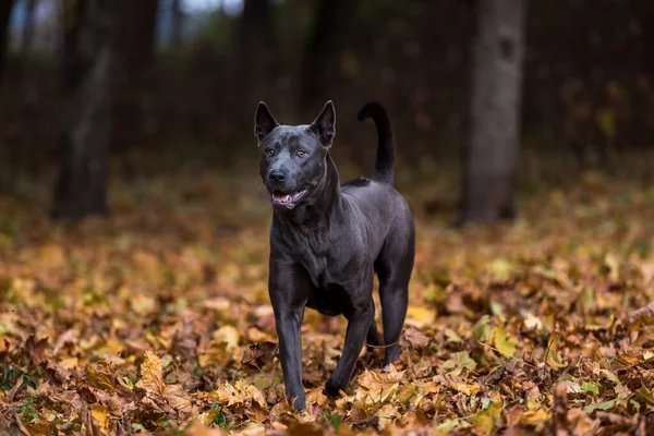 Tajski Pies Ridgeback Jesiennym Parku — Zdjęcie stockowe