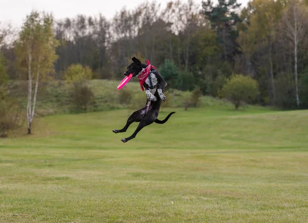 Kara Köpek Açık Hava Hareketi Doğadaki Genç Köpek — Stok fotoğraf