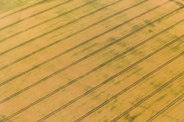 Пейзаж Полем Пшеницы Природа Литвы Вид Птицу — стоковое фото