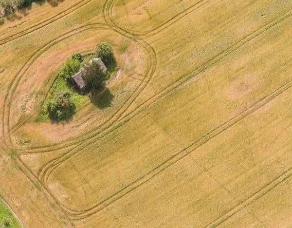 真ん中に小麦と家のフィールドと風景 リトアニア自然 鳥の眺め — ストック写真