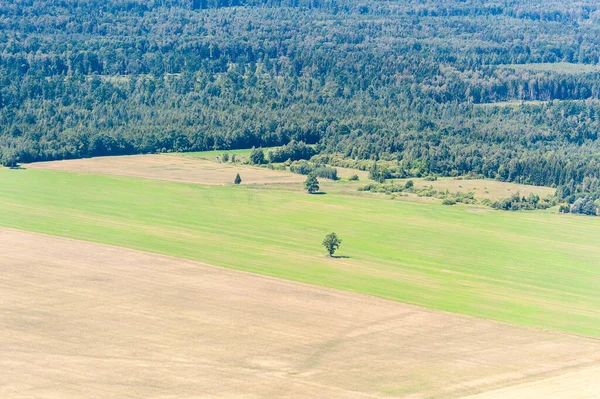 Landschaft Mit Weizenfeld Und Einsamem Baum Litauen Natur Blick Auf — Stockfoto