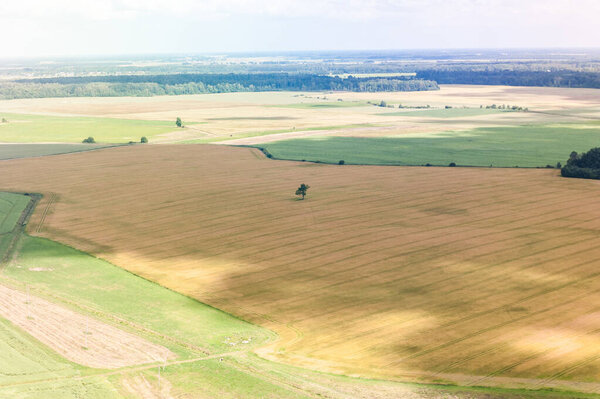 Пейзаж и природа в Литве. Пшеничное поле и одинокое дерево на заднем плане. Вид на птицу.