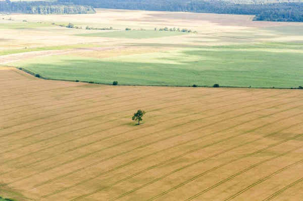 Пейзаж Природа Литве Пшеничное Поле Одинокое Дерево Заднем Плане Вид — стоковое фото