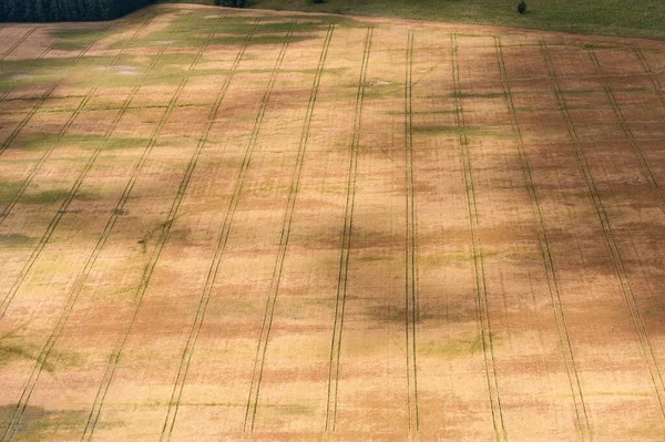 Пейзаж Природа Литве Пшеничное Поле Вид Птицу — стоковое фото