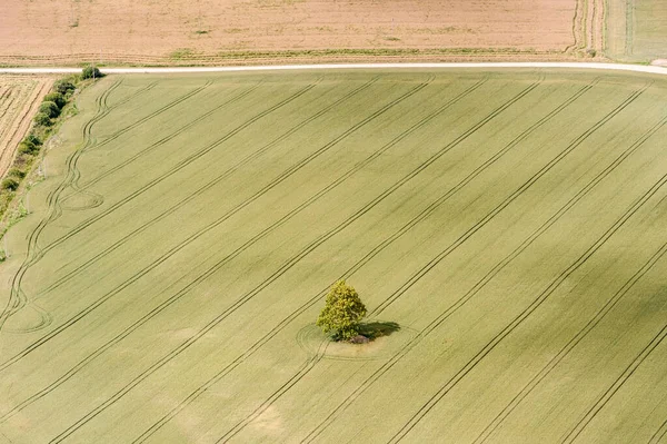 Пейзаж Природа Литве Пшеничное Поле Дерево Вид Птицу — стоковое фото