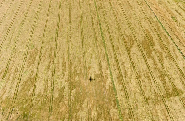 Пейзаж Природа Литве Пшеничное Поле Вид Птицу — стоковое фото