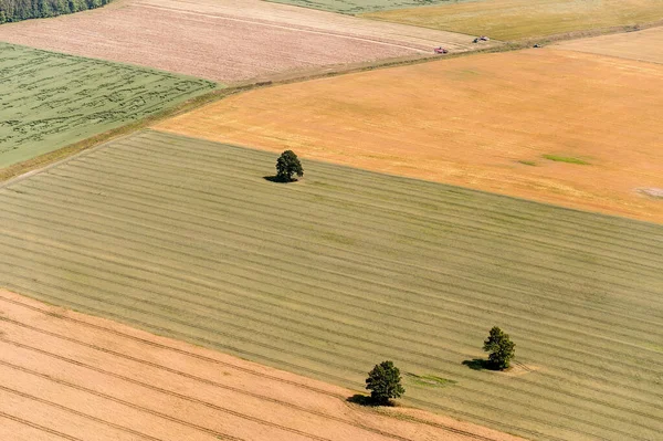 Пейзаж Литве Природа Полем Пшеницы Лесом Заднем Плане Три Одиноких — стоковое фото