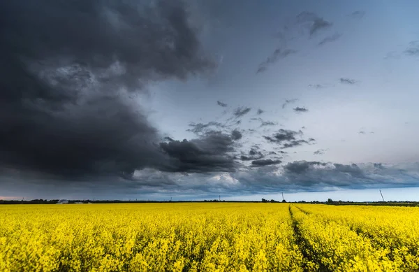 Koolzaad Veld Met Stormachtige Bewolkte Lucht Achtergrond — Stockfoto