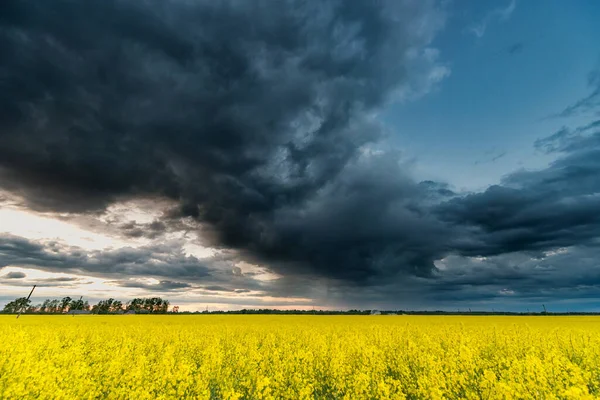 Rapsfeld Mit Stürmischem Wolkigen Himmel Hintergrund — Stockfoto
