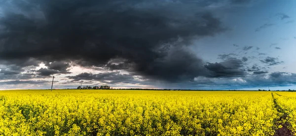 Rapsfeld Mit Stürmischem Wolkigen Himmel Hintergrund — Stockfoto