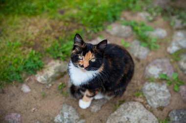 Cat kameraya bakıyor.