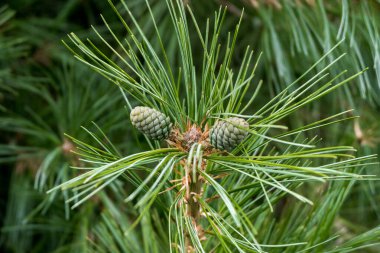 Çam Ağacı. Alanın Sığ Derinliği.