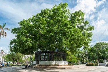 HAVANA, CUBA - 22 Ekim 2017: Amerikan Kardeşlik Ağacı Park ve Ceiba ile Havana Şehri