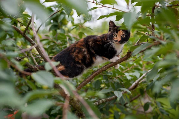 Kitty Elma Ağacında Oynuyor