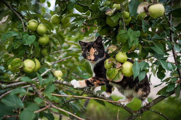 stock image Cat is Standing on the Apple Tree Branch. Open Mouth, tongue out.