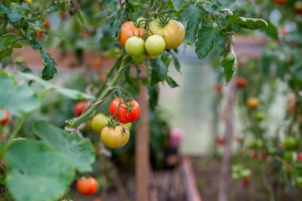 stock image Tomatoes in Greenhouse, Rural area in Lithuania