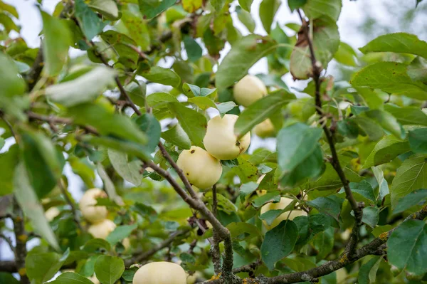 Яблуня Фрукти — стокове фото